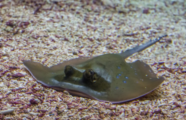 closeup of a blue spotted stingray laying on the bottom, tropical fish specie from Asia