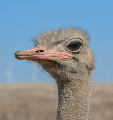 Ostrich portrait looking at camera in the foreground