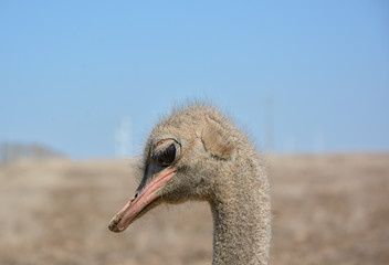 Ostrich portrait crestfallen in the foreground