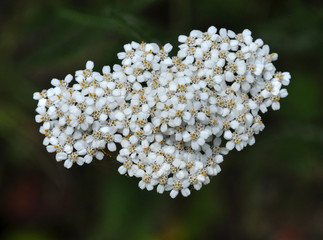 Yarrow (Achillea) blooms naturally in the grass