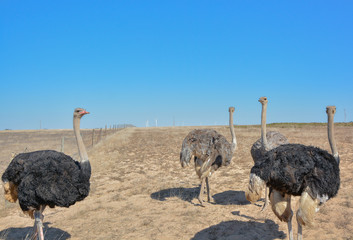 Four ostriches walking through the field