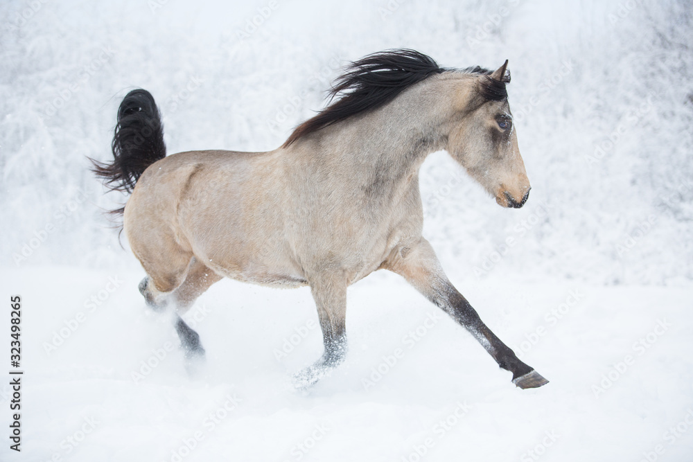 Poster beautiful horse in the winter forest