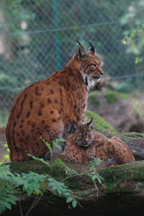 Naklejka na ściany i meble Eurasische Luchs oder Nordluchs (Lynx lynx) Muttertier mit Jungen 