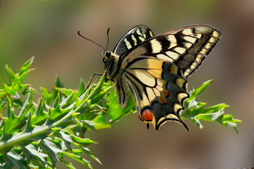 Schwalbenschwanz (Papilio machaon)  Schmetterling sitzt auf Grünpflanze