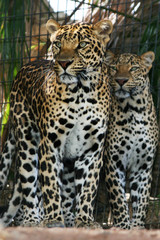 Leopard (Panthera pardus)  Paar nebeneinander