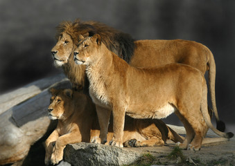  Löwe (Panthera leo) Löwen Männchen mit zwei Weibchen