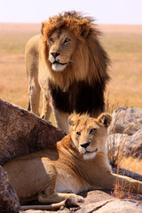  Löwe (Panthera leo) Löwenpaar in der Steppe, Tansania, Ostafrika