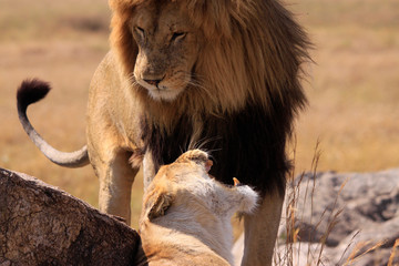  Löwe (Panthera leo) Löwenpaar in der Steppe, Tansania, Ostafrika