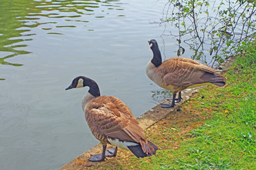 Vincennes, le Lac Daumesnil