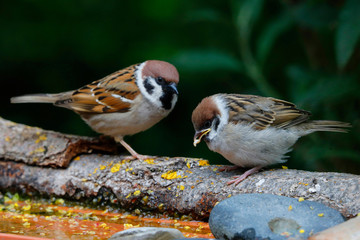 Feldsperling oder Feldspatz (Passer montanus) sitzen am Wasserrand 