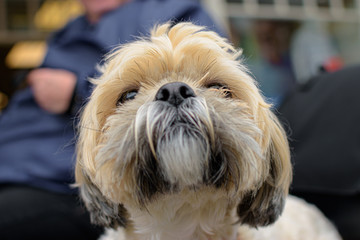 Cute puppy smelling the photographer