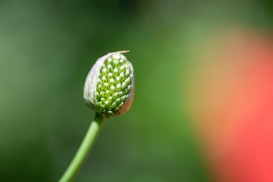 Jeune fleur Alium en devenir sur fond vert