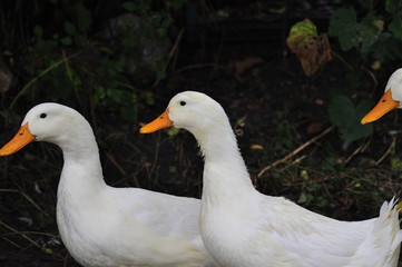 happy ducks