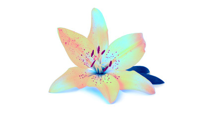 Lily flower on white background
