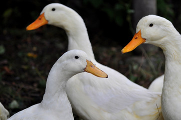 happy ducks