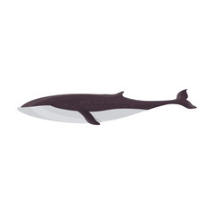Whale finwal vector icon.Cartoon vector icon isolated on white background whale finwal .