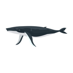 Whale humpback vector icon.Cartoon vector icon isolated on white background whale humpback .