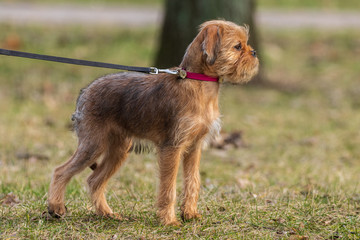 Belgian griffon dog walks on a leash on the lawn. Brussels Griffon, Petit Brabanson, decorative breeds of dogs, close-up. Concept: cute, home, friend, love, affection, kindness, care. Pets.