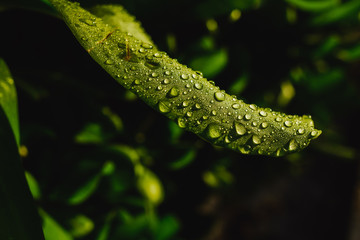 Hoja con gotas