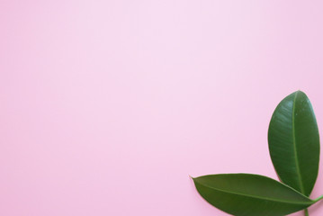 Pink background with green leaves