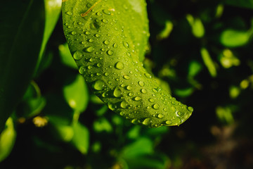 Hoja con gotas