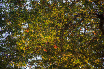 Ramas con hojas de color rojo