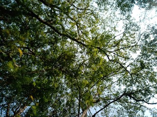 tree and sky