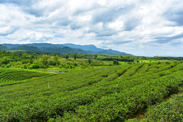 Fototapeta na wymiar landscape with tea field and blue sky Thailand