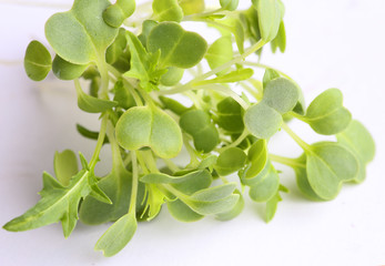healthy and appetizing microgreens sprouts