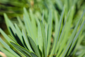 Slender green leaves of a vibrant rosemary bush