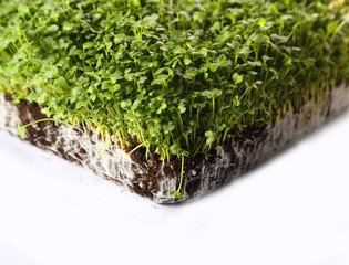 green appetizing sprouts with many minerals