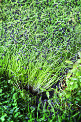 healthy and green microgreens sprouts in the home garden
