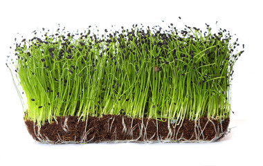 green sprouts in a block of soil against a white background