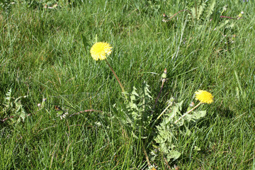 Dandelion blooming in the  summer  field in Switzerland.