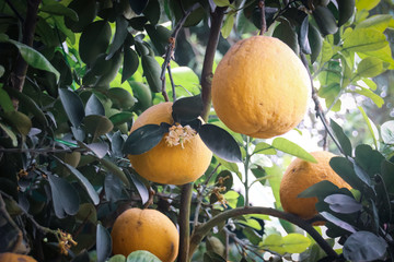 Pomelo or Citrus maxima ripe and ready for harvest yet still hanging from the branch