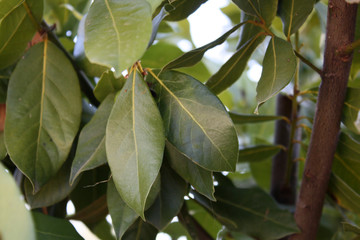 Bay leaf / laurus nobilis  bush in the garden with berry.