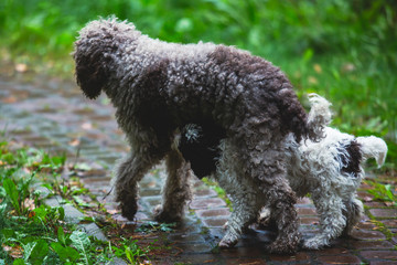 Portrait of lagotto romagnolo dog puppy playing with mother, adult dog