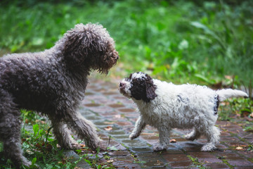 Portrait of lagotto romagnolo dog puppy playing with mother, adult dog