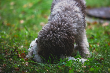 Portrait of lagotto romagnolo dog puppy playing with mother, adult dog