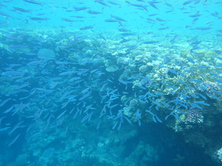 Fototapeta na wymiar Schnorcheln Rotes Meer Fischschwarm