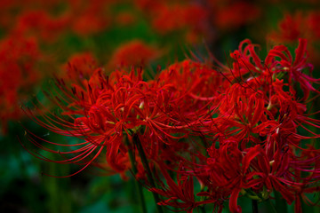 日本の秋の風物詩、赤色の絨毯を形成する彼岸花の群生
