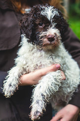 Portrait of lagotto romagnolo dog puppy playing with mother, adult dog