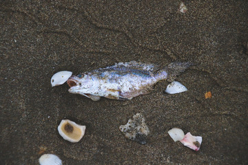 Dead fish on the sand showing red tide and the effects of climate change, pollution and environmental damage