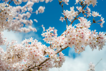 満開に咲き誇る春の風物詩、日本の桜（ソメイヨシノ）