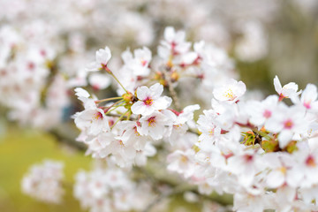 満開に咲き誇る春の風物詩、日本の桜（ソメイヨシノ）