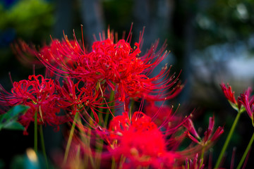 日本の秋の風物詩、赤色の絨毯を形成する彼岸花の群生