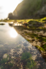 Seaweed under pure waters of sea stock photo