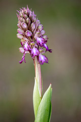 Macrophotographie d'une Orchis à longues bractées - Himantoglossum robertianum