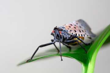 Wax cicadas in the wild