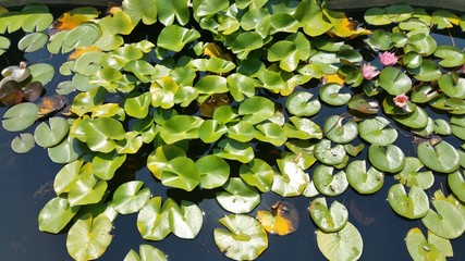 water lilies flowers and leaves above the water